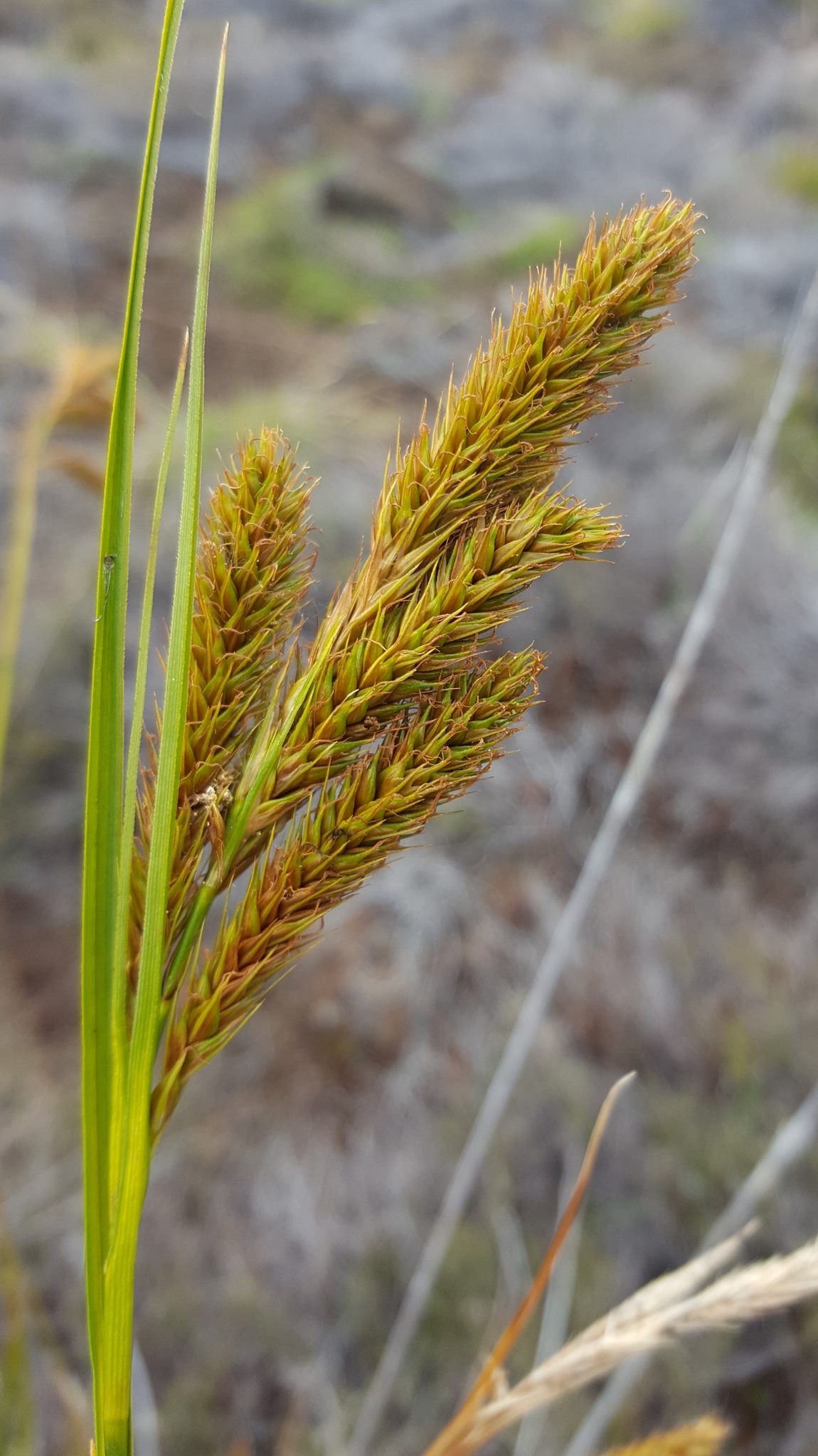 (c) François Rousseu, certains droits réservés (CC BY-NC) https://www.inaturalist.org/observations/149417874