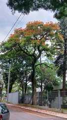 Spathodea campanulata