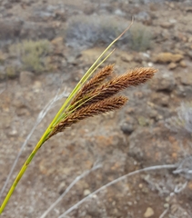 Carex borbonica