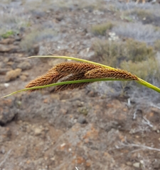 Carex borbonica