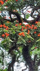 Spathodea campanulata