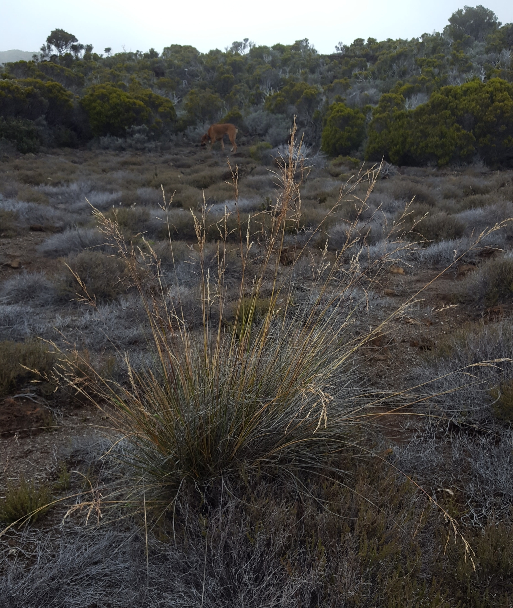 (c) François Rousseu, certains droits réservés (CC BY-NC) https://www.inaturalist.org/observations/149417879