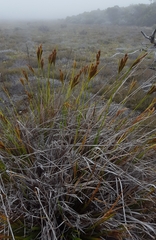 Carex borbonica