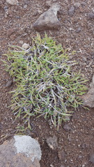 Panicum lycopodioides
