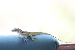 Anolis bimaculatus