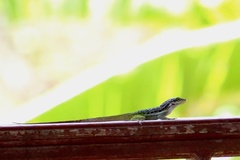 Anolis bimaculatus