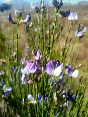 Psoralea usitata