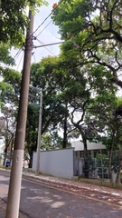 Spathodea campanulata