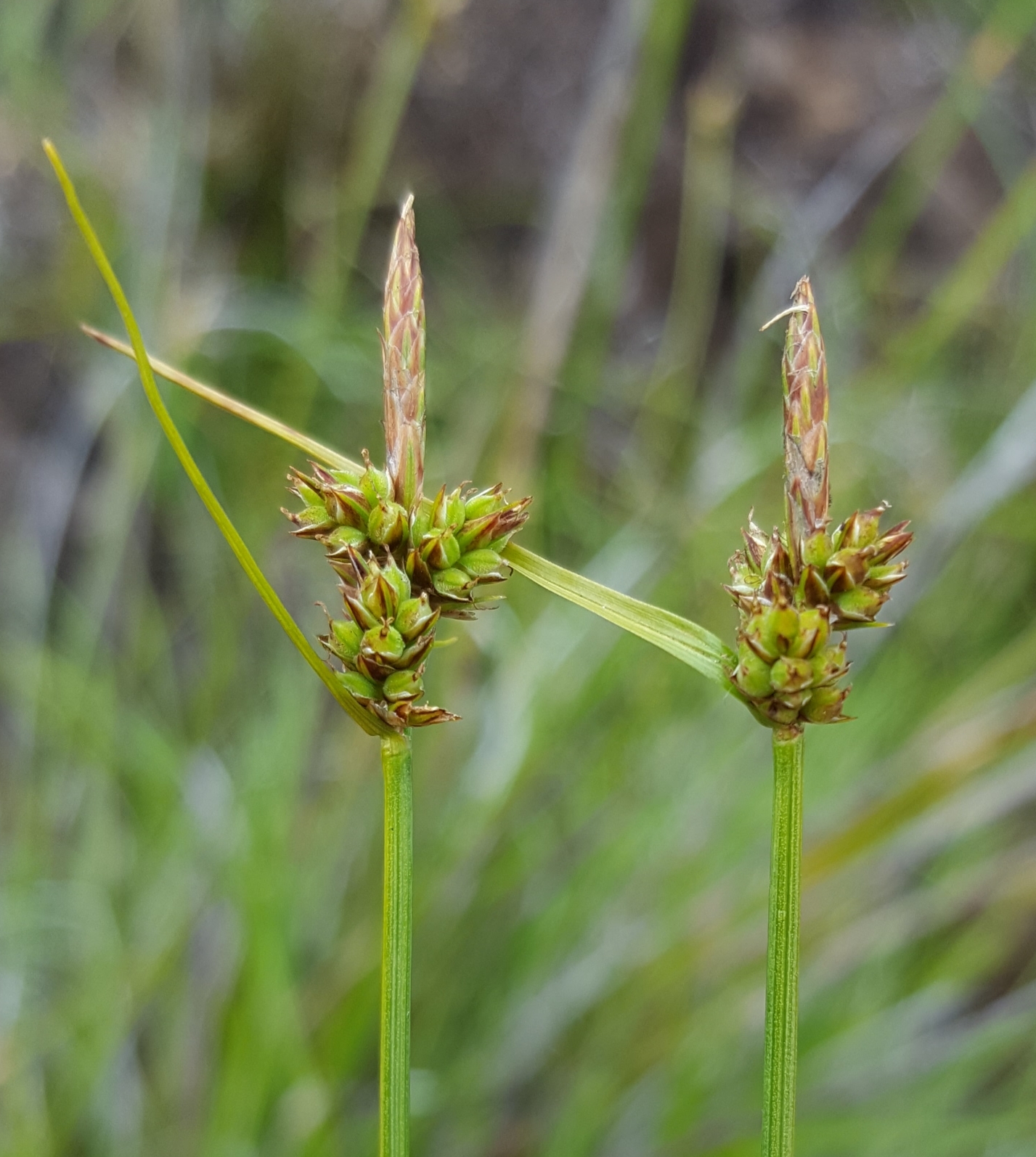 (c) François Rousseu, certains droits réservés (CC BY-NC) https://www.inaturalist.org/observations/149417884