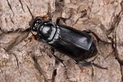 Nicrophorus humator