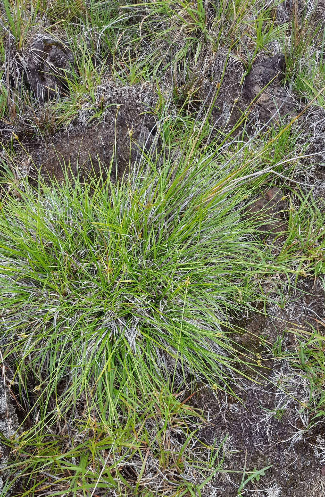 (c) François Rousseu, certains droits réservés (CC BY-NC) https://www.inaturalist.org/observations/149417884