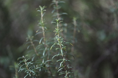 Salvia rosmarinus