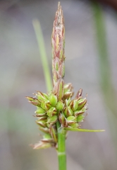 Carex pilulifera