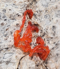Cytospora chrysosperma