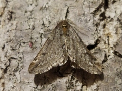 Alsophila aescularia