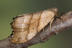 Falcaria lacertinaria