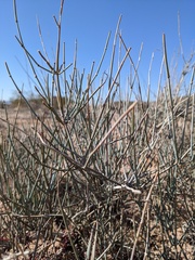 Ephedra nevadensis
