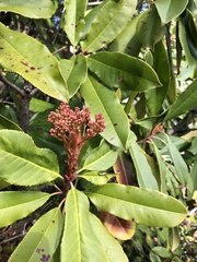 Photinia serratifolia