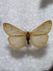 Setina irrorella