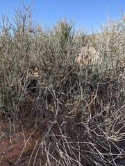 Ephedra nevadensis