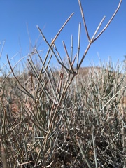 Ephedra nevadensis