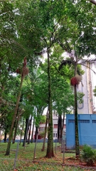 Spathodea campanulata