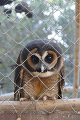 Strix