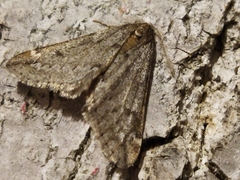 Alsophila aescularia