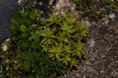 Syntrichia ruralis