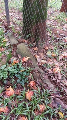 Spathodea campanulata