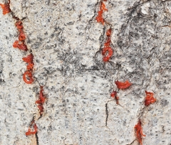 Cytospora chrysosperma