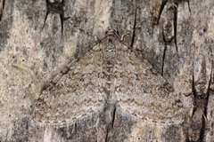 Trichopteryx carpinata