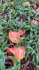 Spathodea campanulata