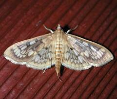 Herpetogramma thestealis