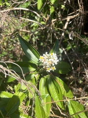 Miconia bicolor