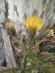 Crepis vesicaria