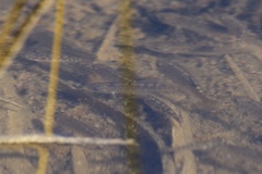 Cyprinodon macularius