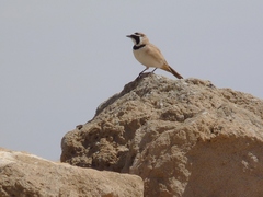 Eremophila bilopha