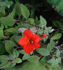 Achimenes erecta