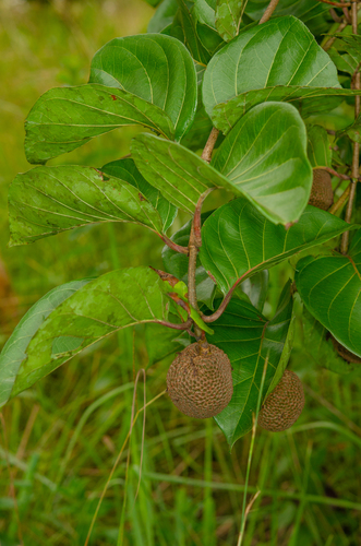 African peach