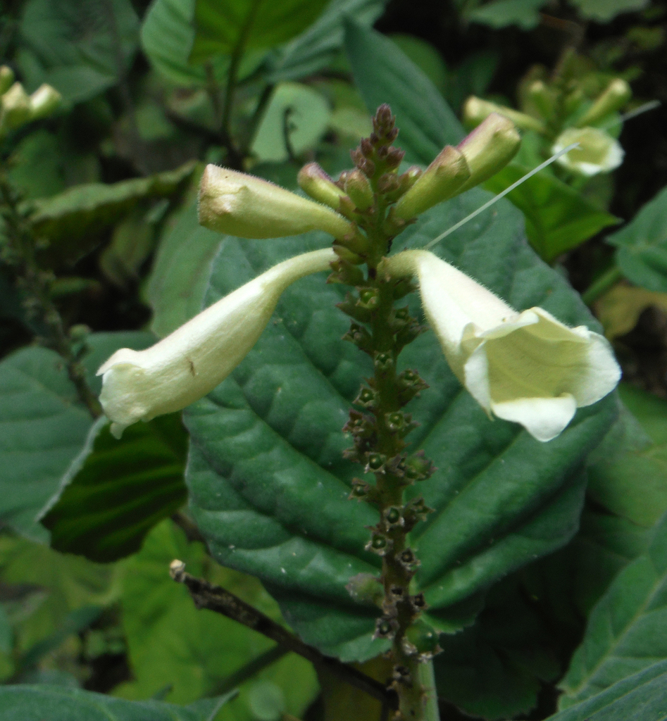 Uroskinnera flavida