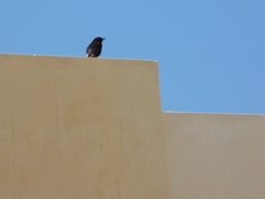 Oenanthe leucura
