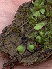 Asterella tenella