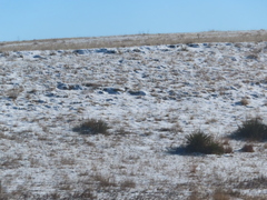 Yucca glauca