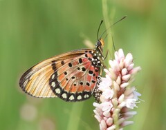 Acraea natalica