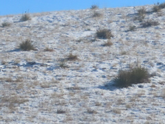 Yucca glauca