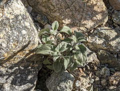 Pseudorontium cyathiferum