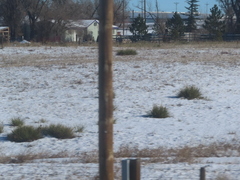 Yucca glauca