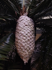 Dioon spinulosum