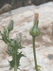 Urospermum picroides